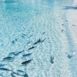 Meet your Posher, Kiara